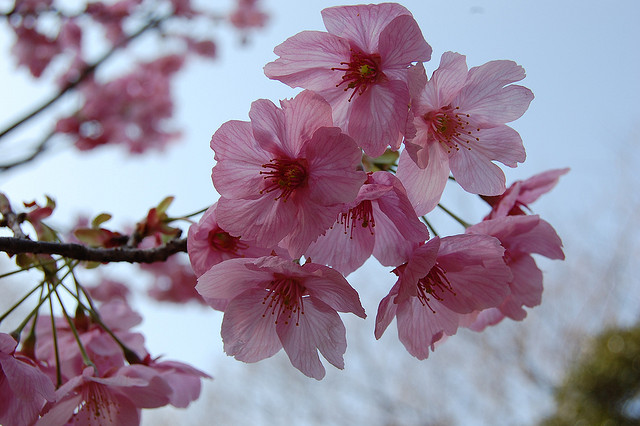 hanami cherry blossom festival melbourne