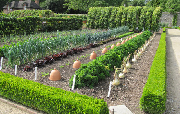 vegetable-patch