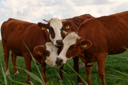 Indonesian students invited by Australian government to study local cattle production