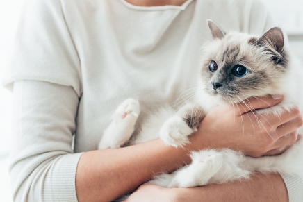 Re-homing your pet: An international student’s responsibility to their animal companions