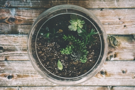 Terrariums 101: How to build your own